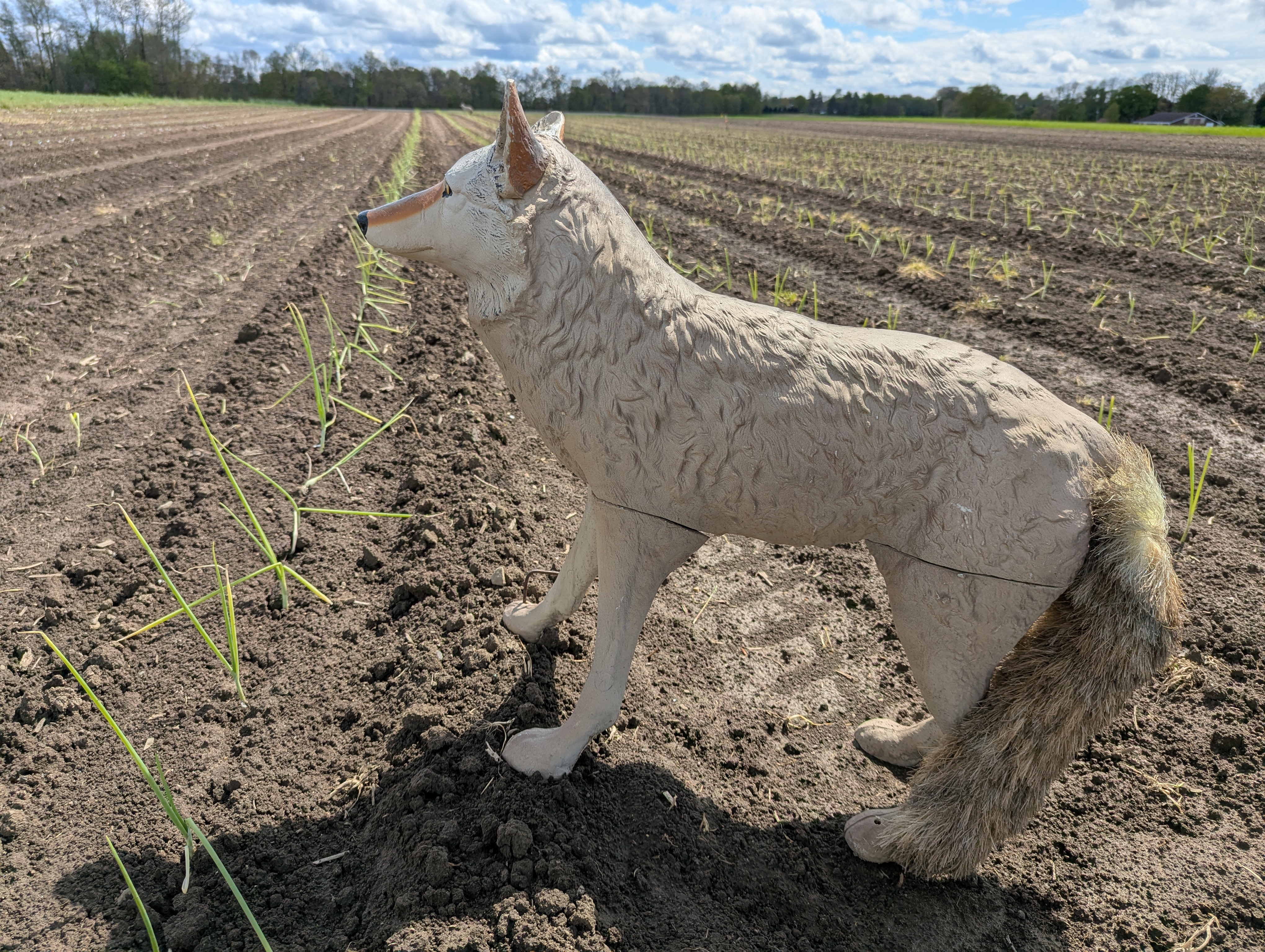 Coyote decoy placed in a freshly planted field with rows of young seedlings, used for wildlife deterrence under a partly cloudy sky.